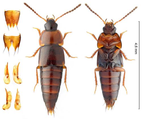 Réf. 335 680 : Tachinus corticinus